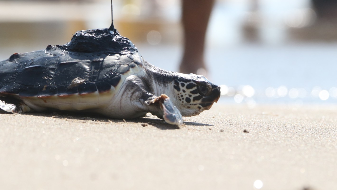 A turtle with a tracking device crawls on a beach.