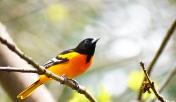 An oriole perched on a branch, looking upward against a bright, blurred background.