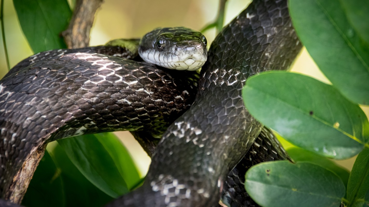 A rat snake.