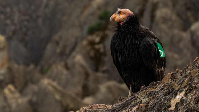 A California condor with a numbered tag stands on rocky terrain.