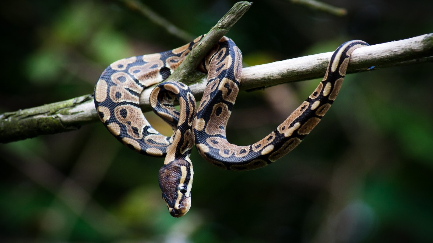 A snake with a patterned body is coiled around a branch.