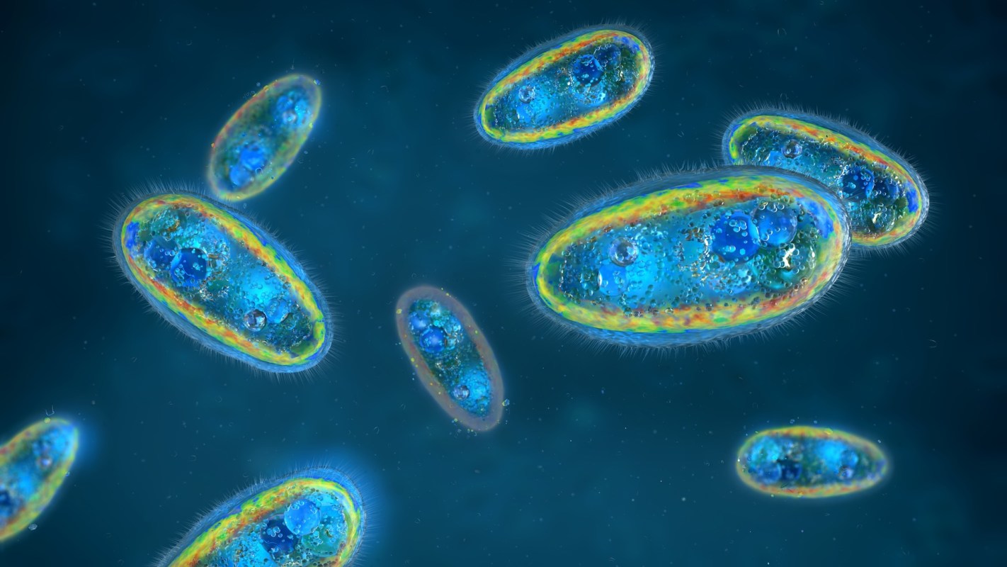 A cluster of colorful, microscopic bacteria against a dark background.