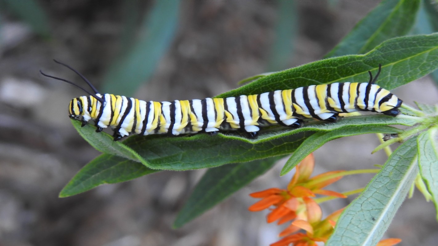 A black and yellow striped caterpillar on a green leaf surrounded by orange flowers.
