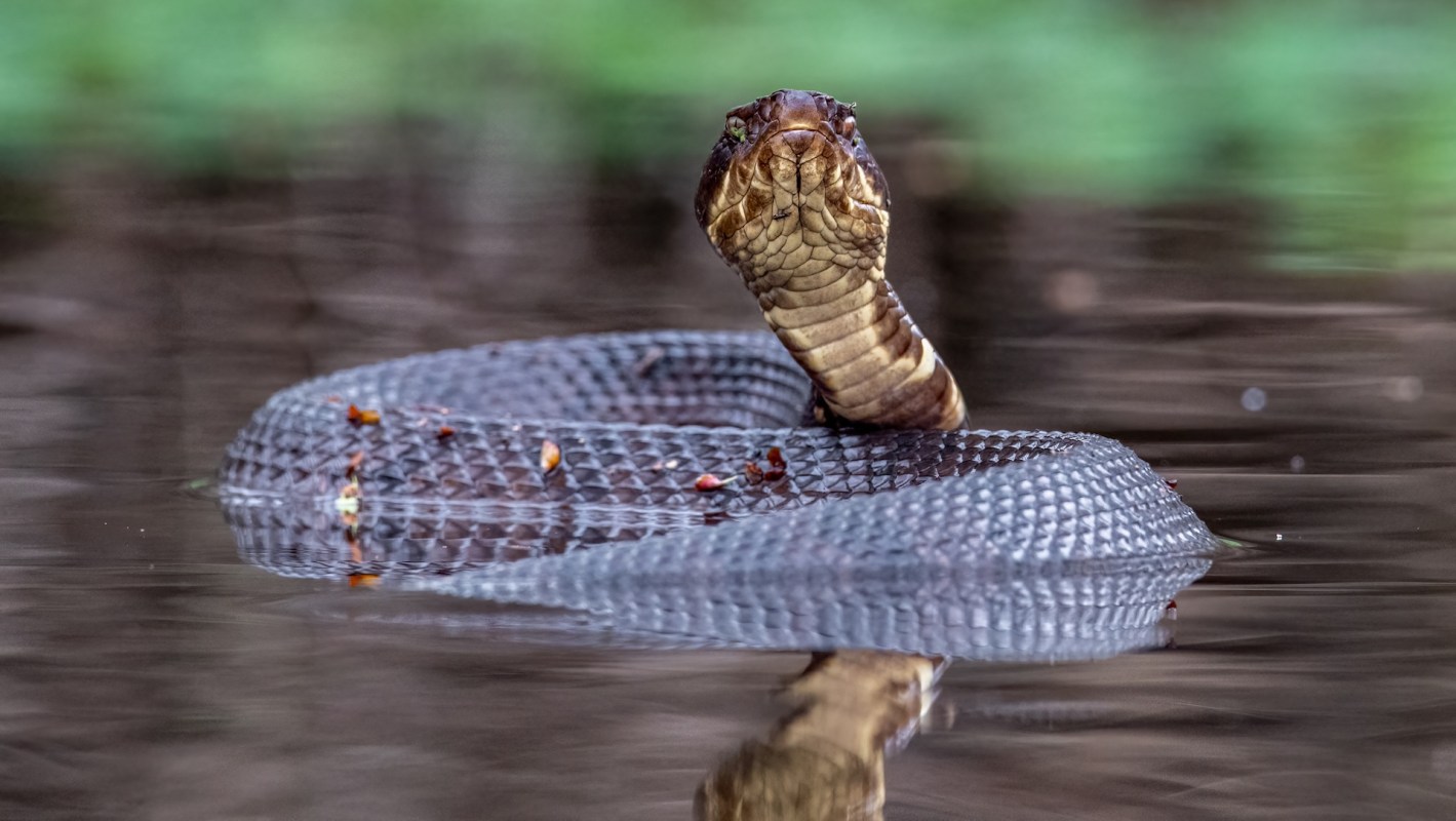 A cottonmouth snake in the water.