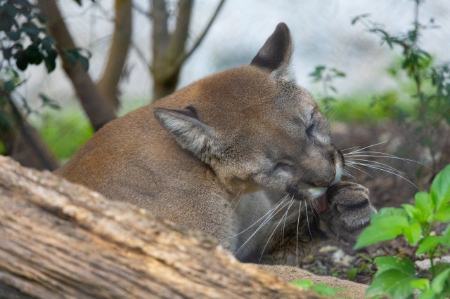 Florida panther close-up