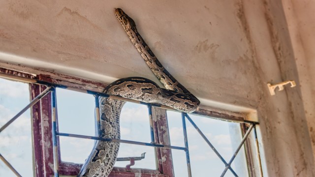 A snake rests along the edge of a partially open wooden door against a white wall.