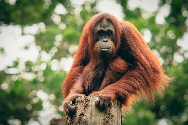 An orangutan sitting on a tree stump.