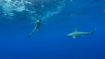 A woman swims underwater near a shark in a clear blue ocean.