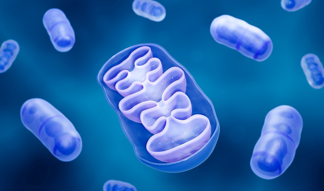 A digital illustration of mitochondria.