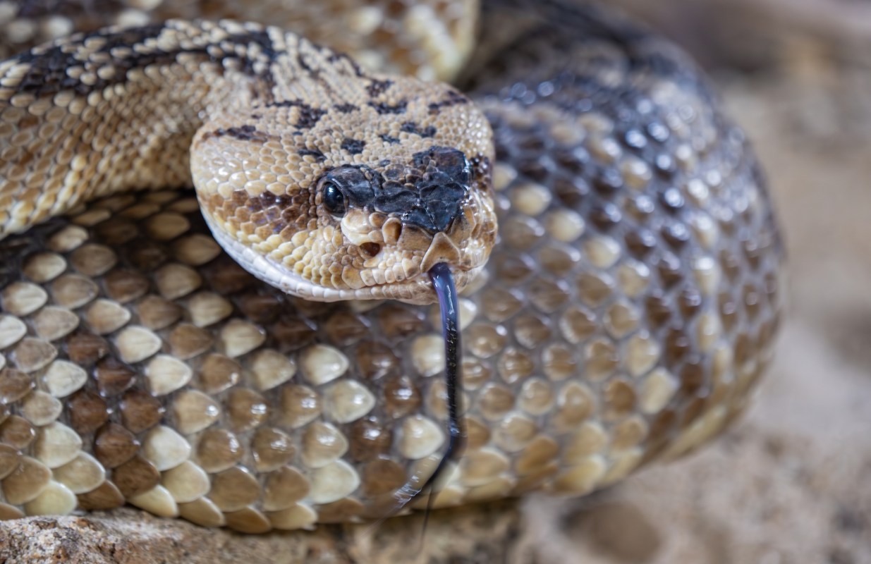 A rattlesnake with its tongue flicking, resting on a bed of textured scales.