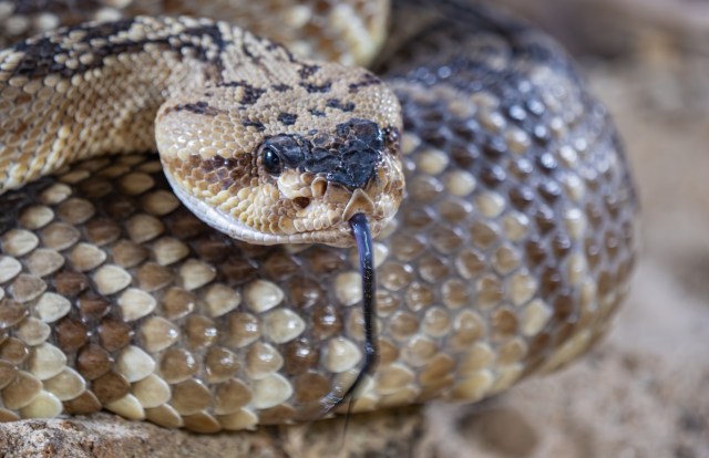 A rattlesnake with its tongue flicking, resting on a bed of textured scales.