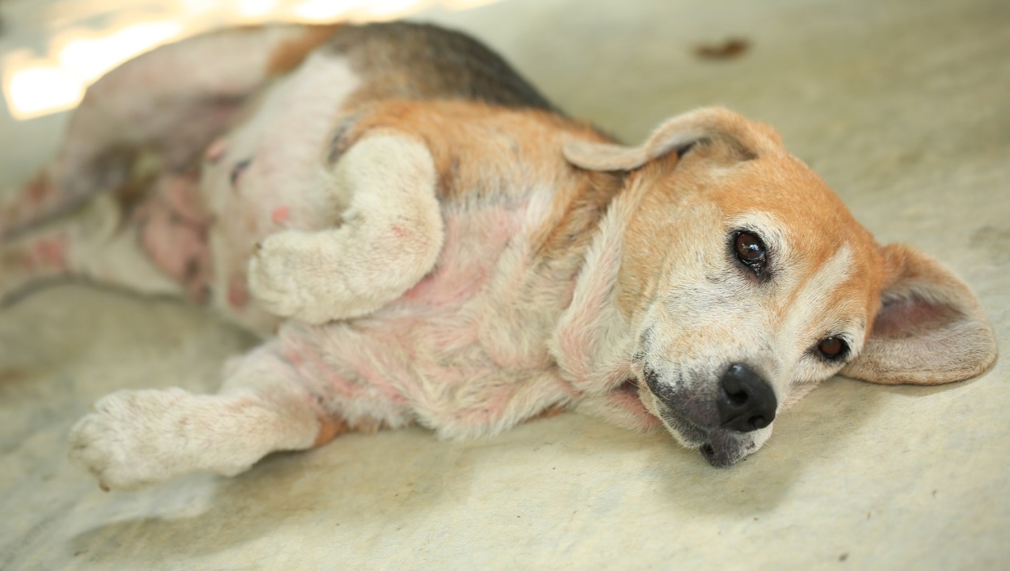 A beagle with scabs on its skin.