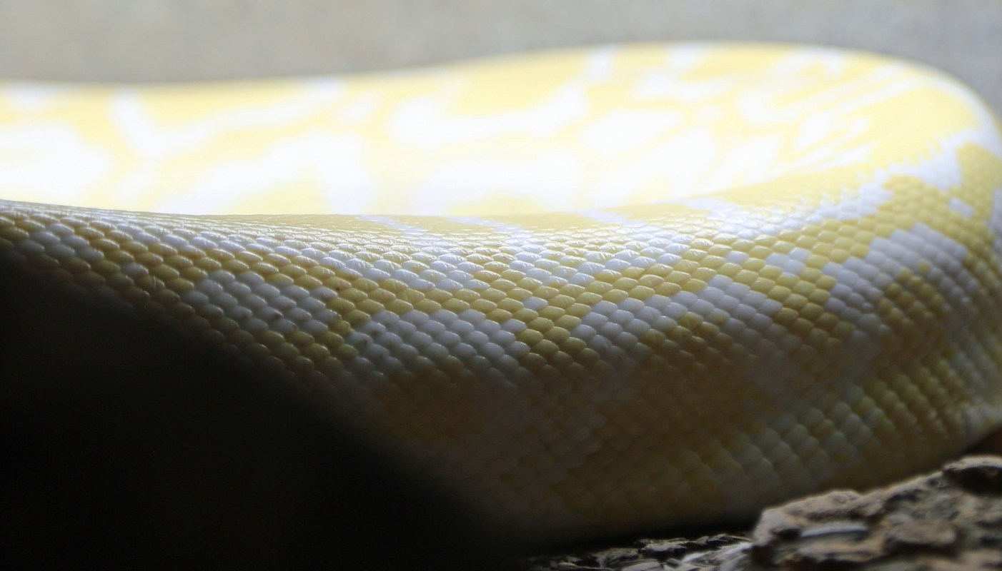 A yellow and white snake skin resting on a textured surface.