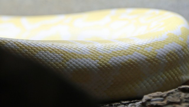 A yellow and white snake skin resting on a textured surface.