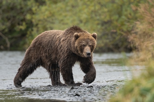 A bear walks through shallow water surrounded by greenery.