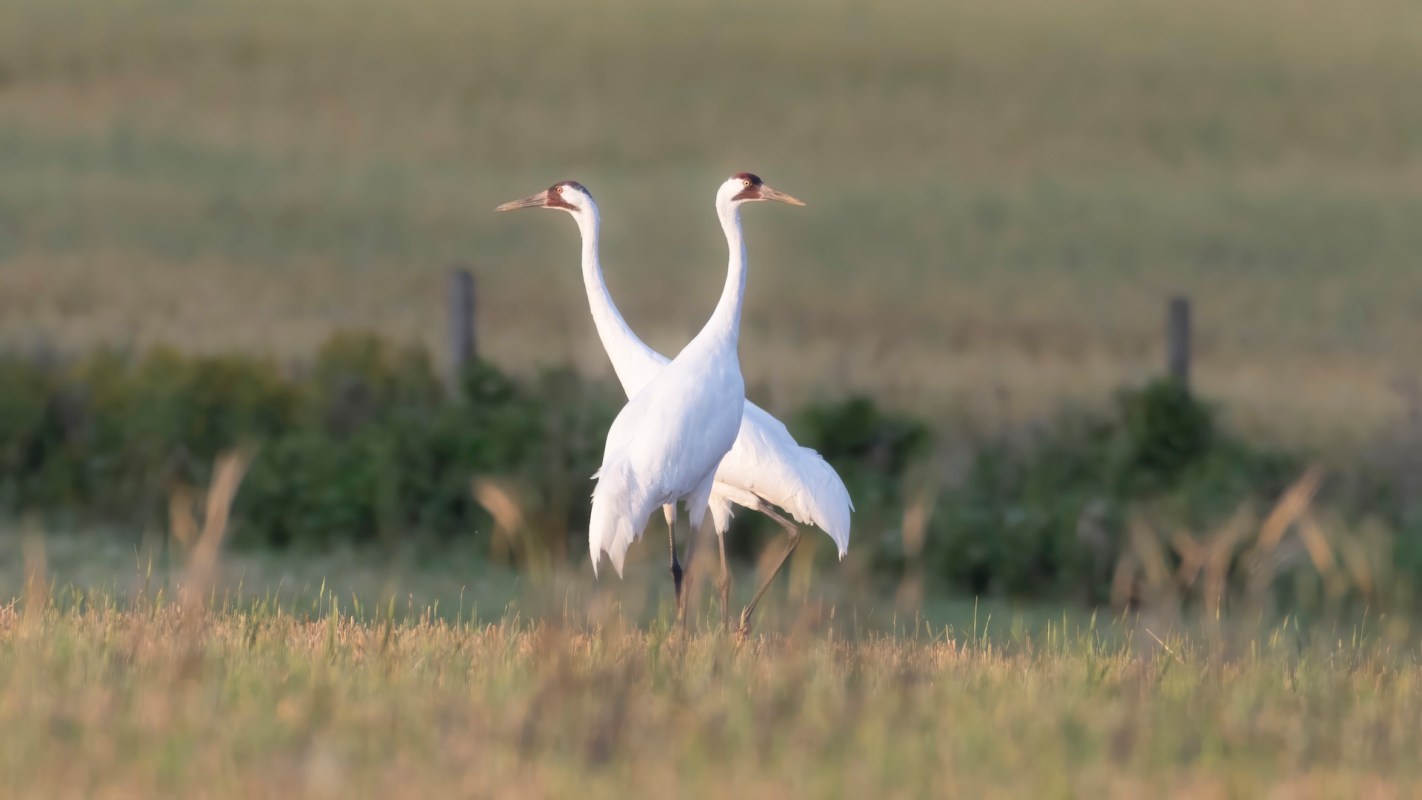 Two white whooping cranes standing in a field with blurred grass in the foreground.