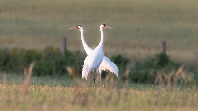 Two white whooping cranes standing in a field with blurred grass in the foreground.