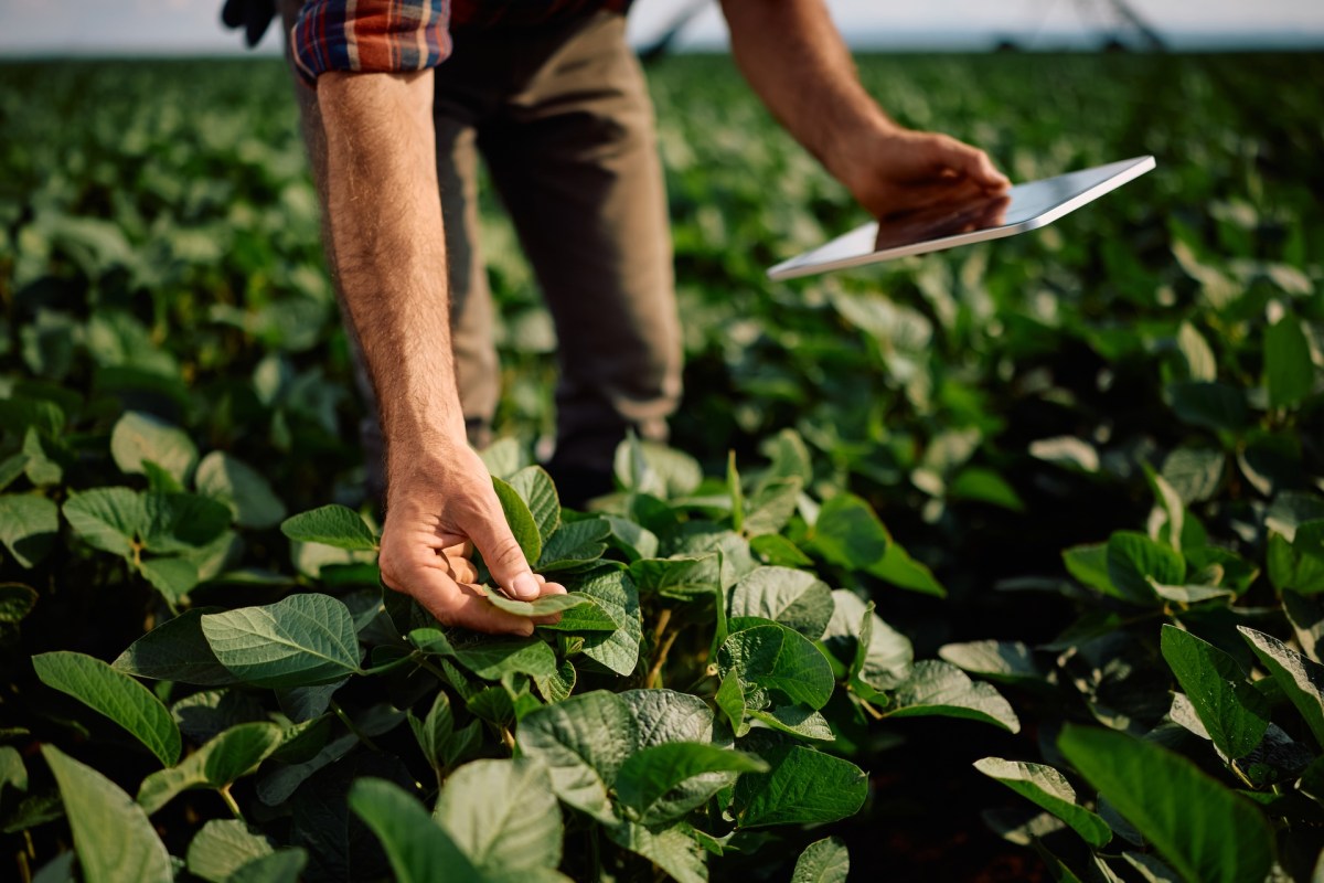 A person inspects a leaf while holding a tablet in a field of green plants.