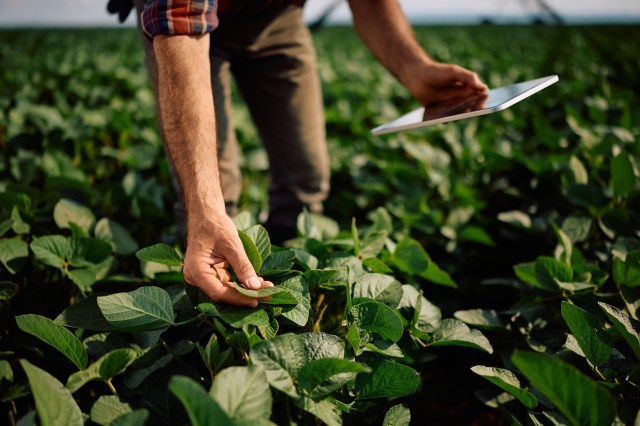 A person inspects a leaf while holding a tablet in a field of green plants.