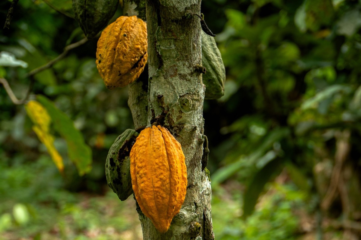 Cocoa pods of various colors growing on a tree in a lush green environment.