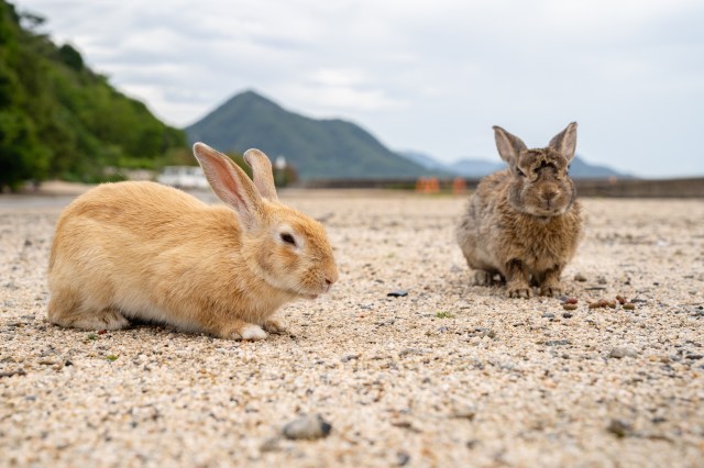 Two rabbits.