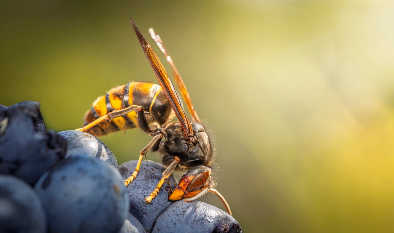 A yellow-legged hornet on a cluster of blueberries.