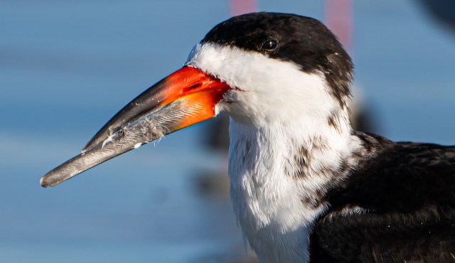 A black skimmer bird.