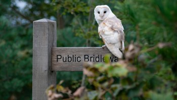 A barn owl perched on a wooden sign labeled "Public Bridleway."