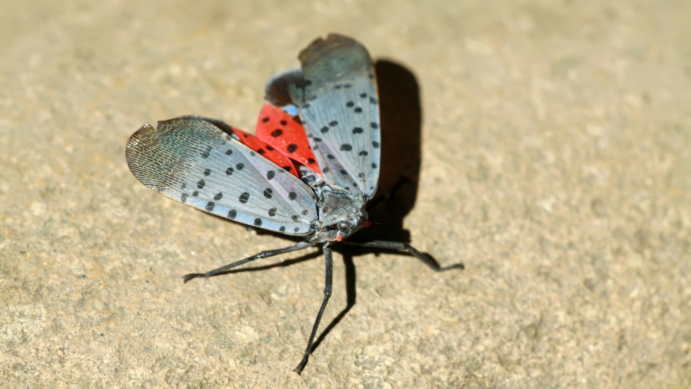 A spotted lanternfly with red and blue wings on a textured surface.