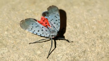 A spotted lanternfly with red and blue wings on a textured surface.