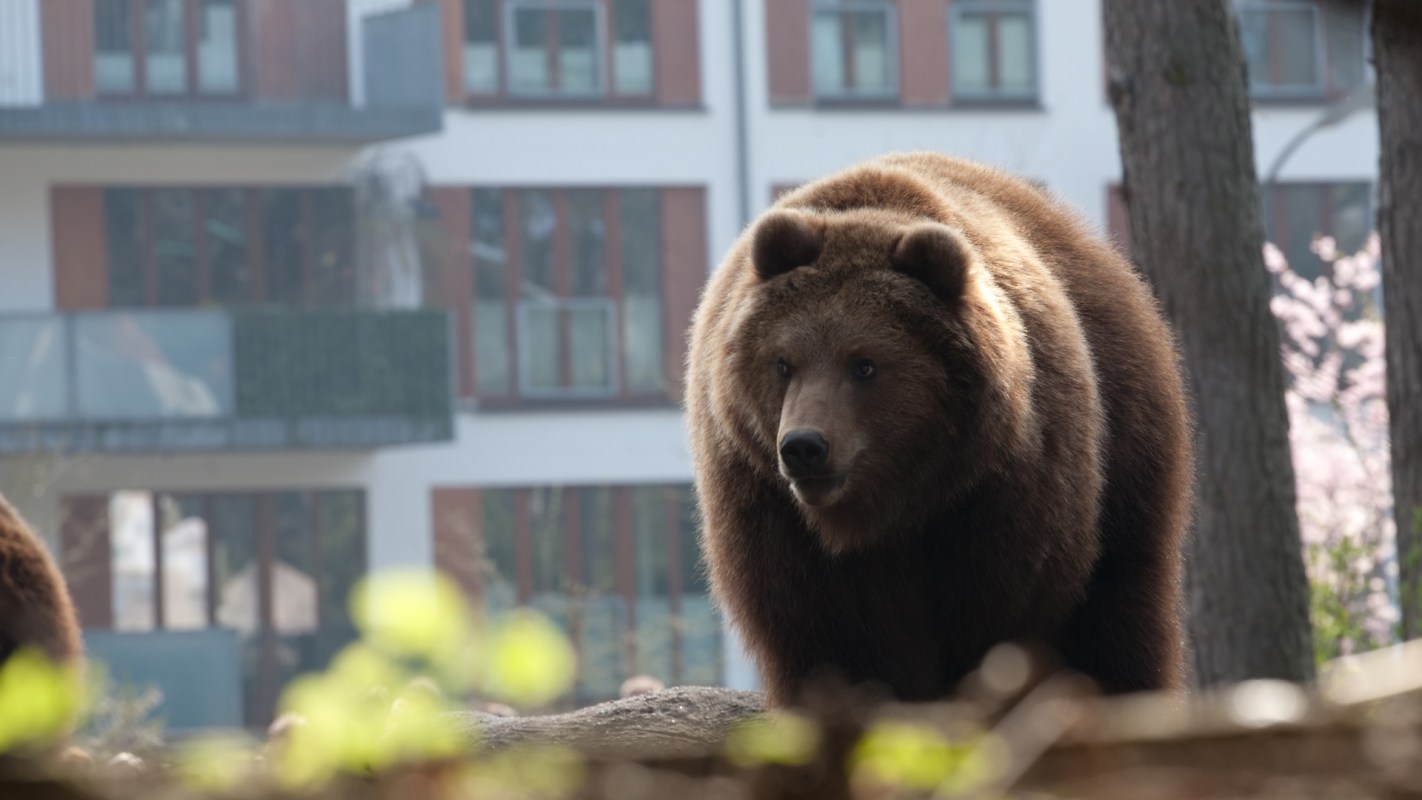 A bear stands near a building, with trees and flowers in the background.