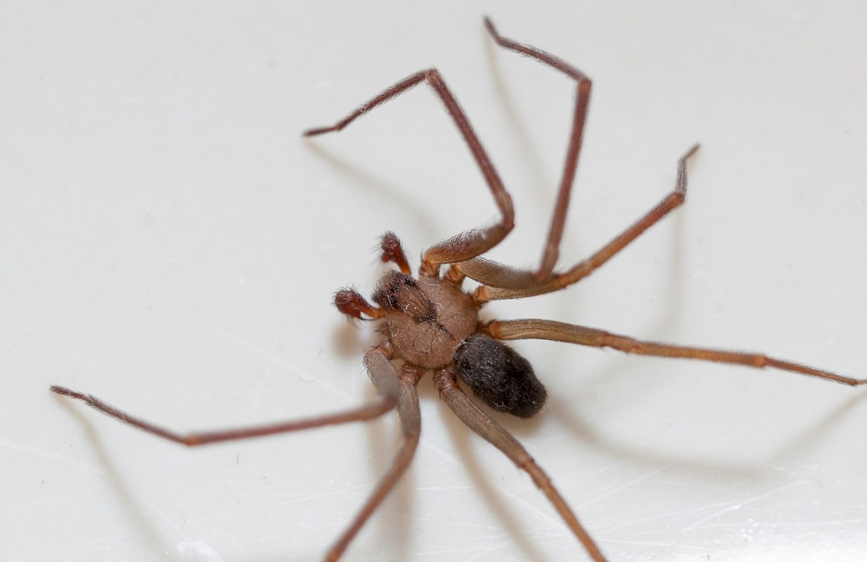 A brown spider with long legs on a light-colored surface.