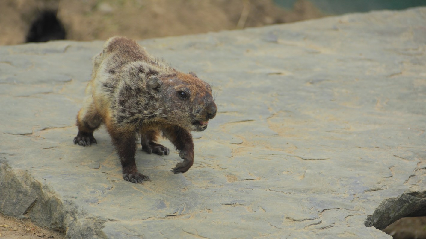 A small groundhog walking on a rocky surface.