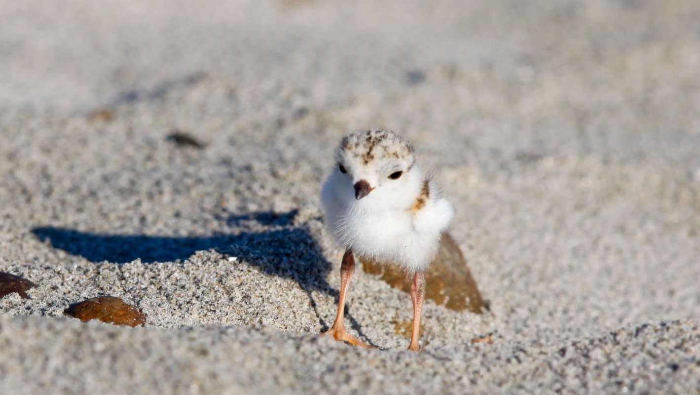 A piping plover chick stands on sandy ground with small rocks nearby.