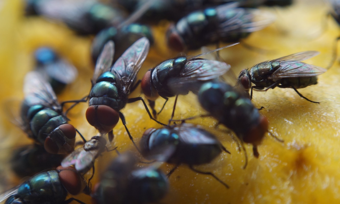 A group of houseflies gathering on a yellow surface.