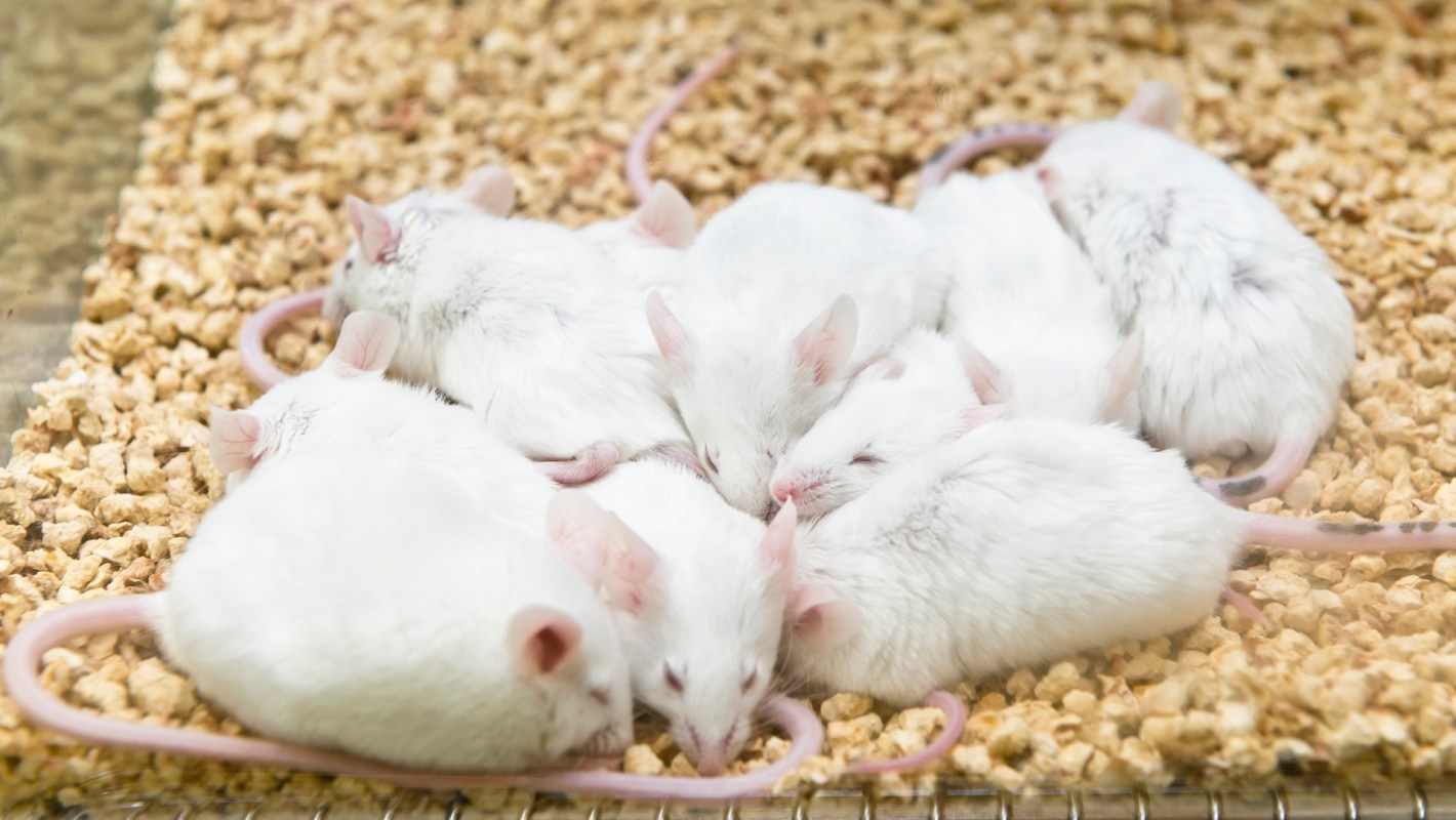 A group of white mice resting on a bed of wood shavings.