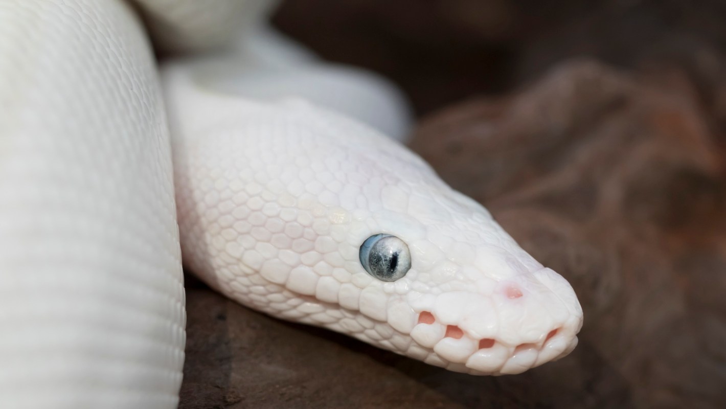 A white snake with a blue eye resting on a rock.