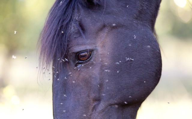 A horse with flies around its head.
