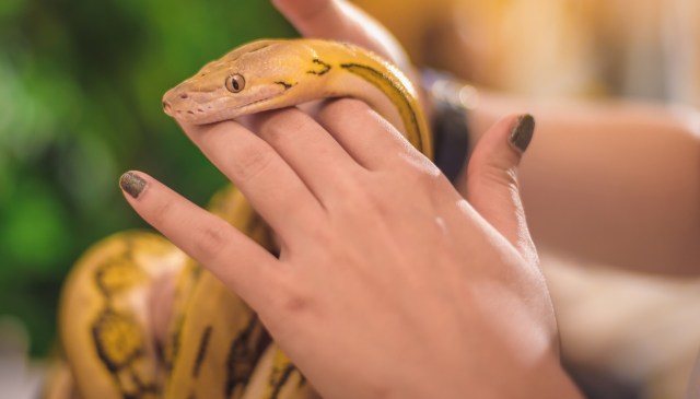 A person holds a yellow boa with black stripes in their hand.