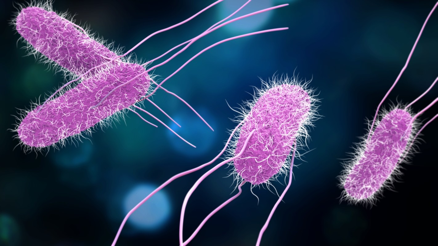 Illustration of several purple salmonella bacteria with long flagella against a dark blue background.