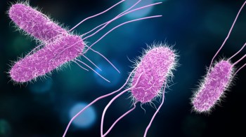 Illustration of several purple salmonella bacteria with long flagella against a dark blue background.