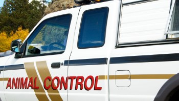 A vehicle marked with "ANIMAL CONTROL" parked near trees.