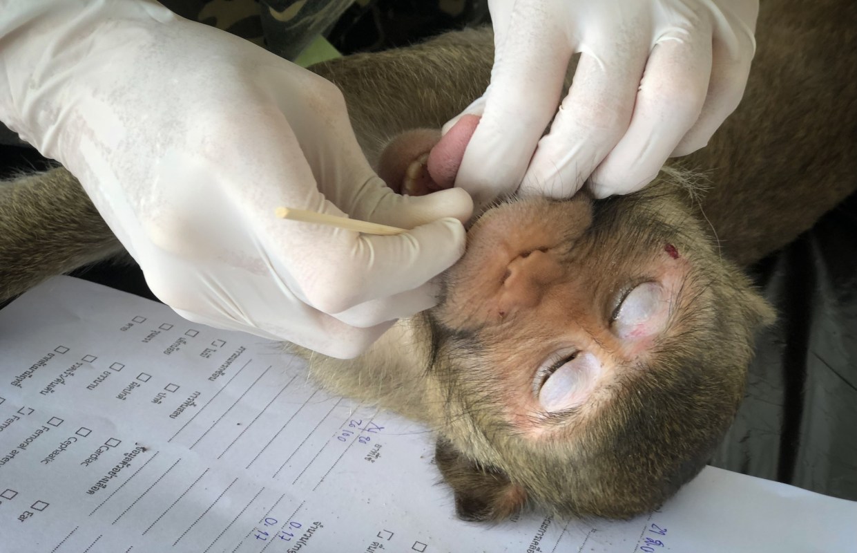 A person in gloves examines a macaque's mouth.