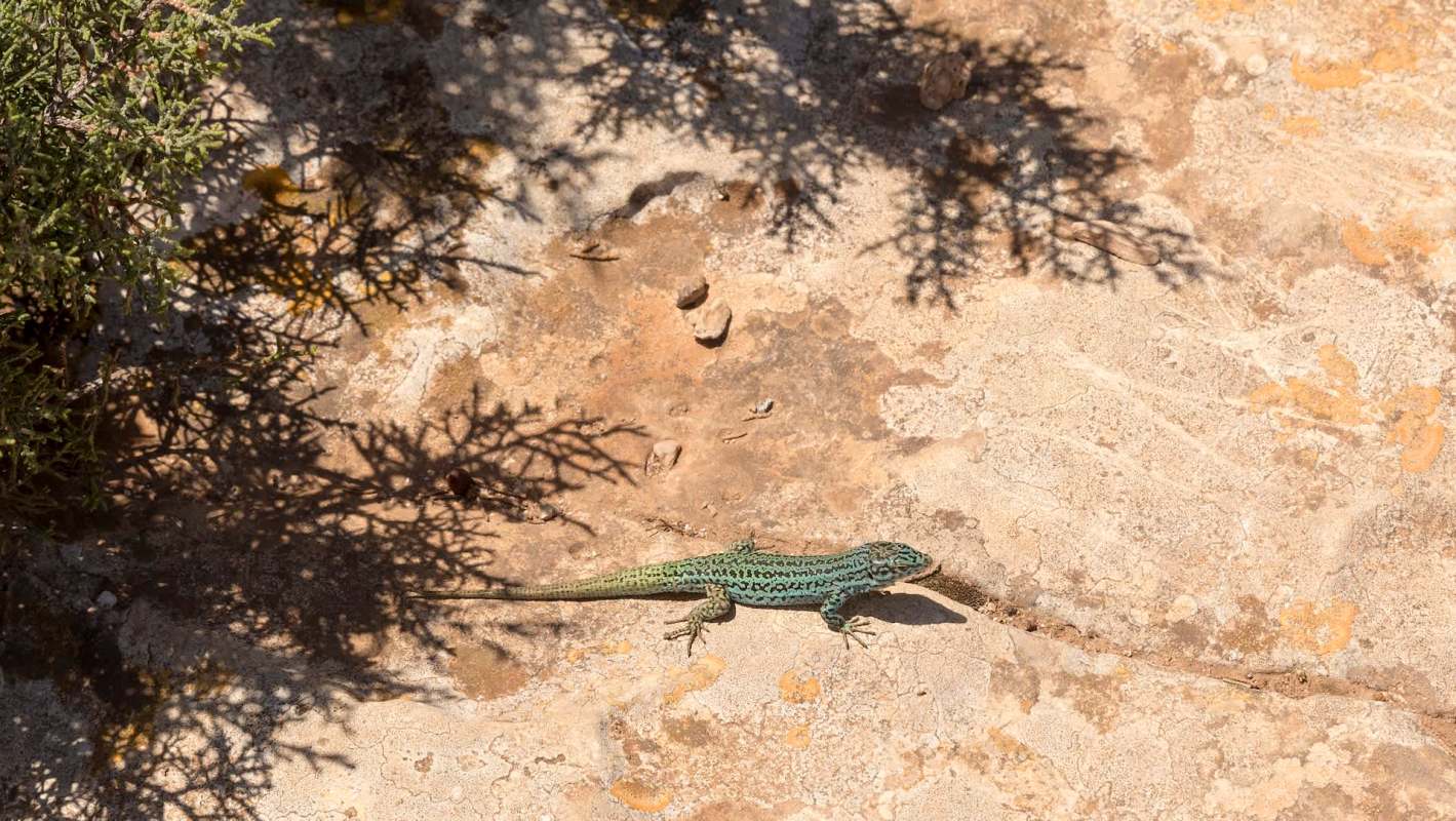 A lizard crawls across a rocky surface with shadows of nearby vegetation.