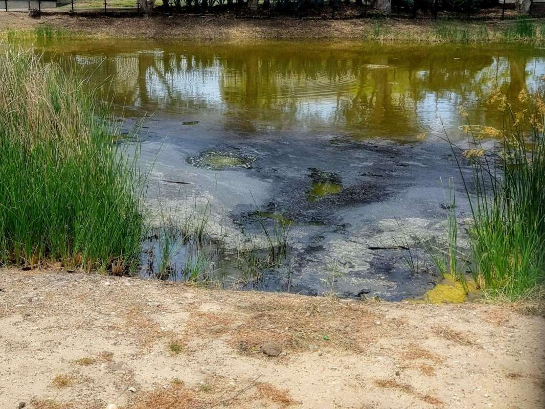 A pond with green vegetation and patches of dark algae along the shoreline.