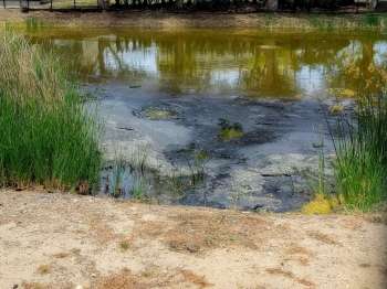A pond with green vegetation and patches of dark algae along the shoreline.
