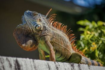An iguana perched on a wall with foliage in the background.