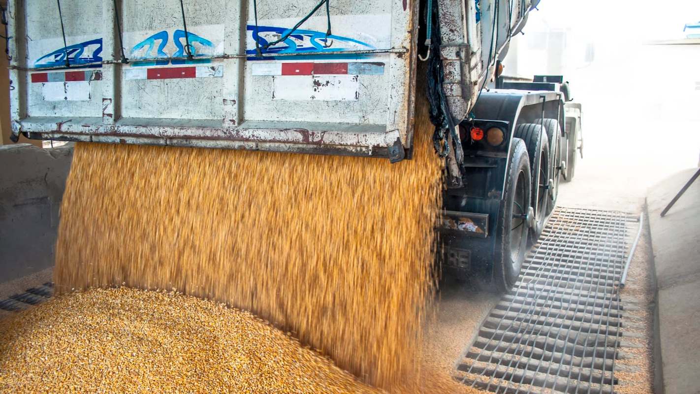 A truck dumping grain on a loading dock.