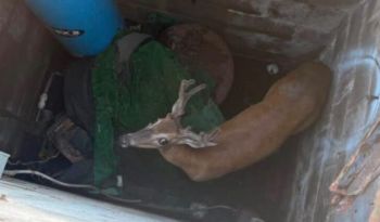 A deer is inside a confined space surrounded by various items.