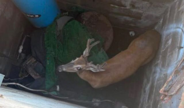 A deer is inside a confined space surrounded by various items.